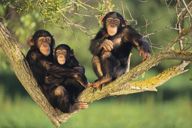 Kibale Forest National Park Uganda safari destination