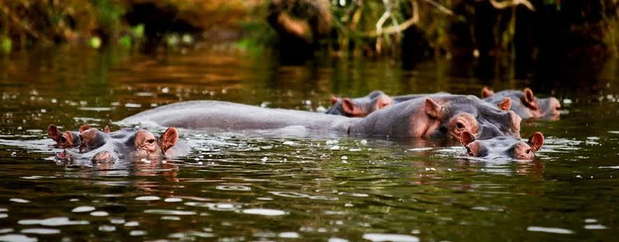 Lake Mburo National Park Uganda safari destination