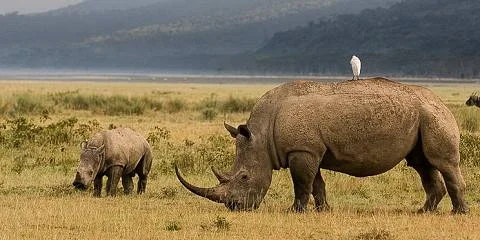 Lake Nakuru National Park Kenya safari destination