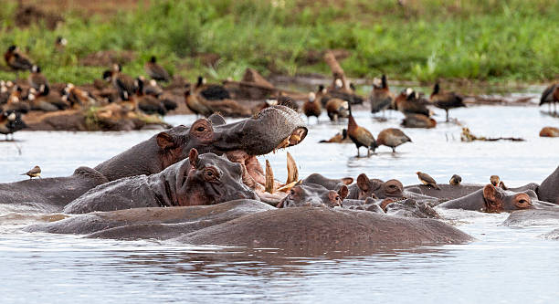 Lake Manyara National Park Tanzania safari destination