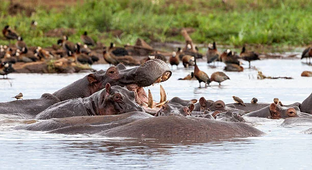Lake Manyara National Park safari landscape with Rift Valley scenery