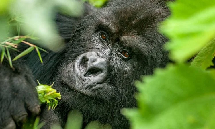 Mgahinga Gorilla National Park Uganda safari destination