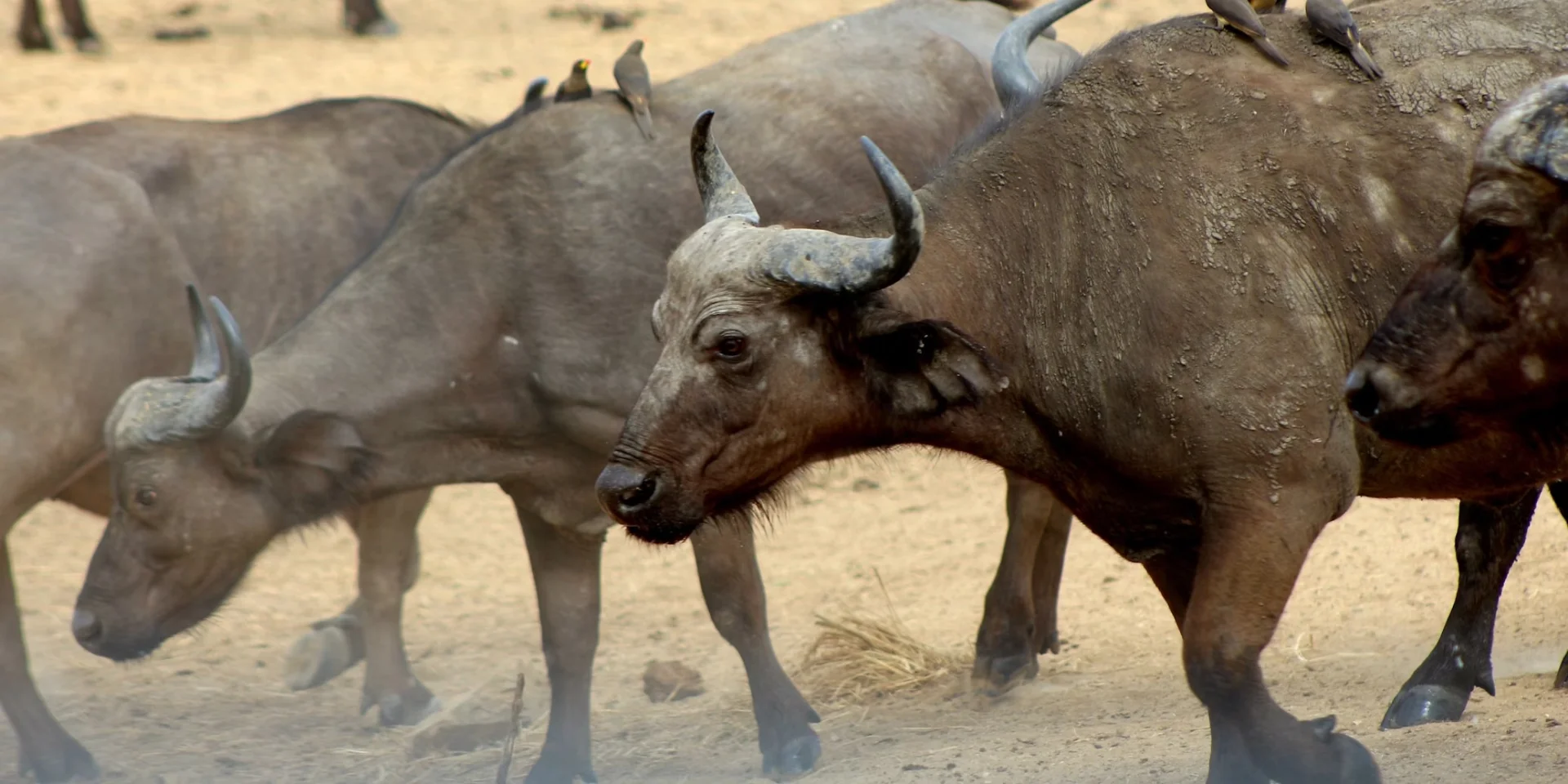 Mikumi National Park safari destination