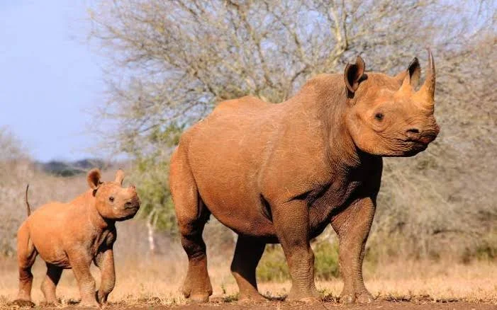 Mkomazi National Park safari destination
