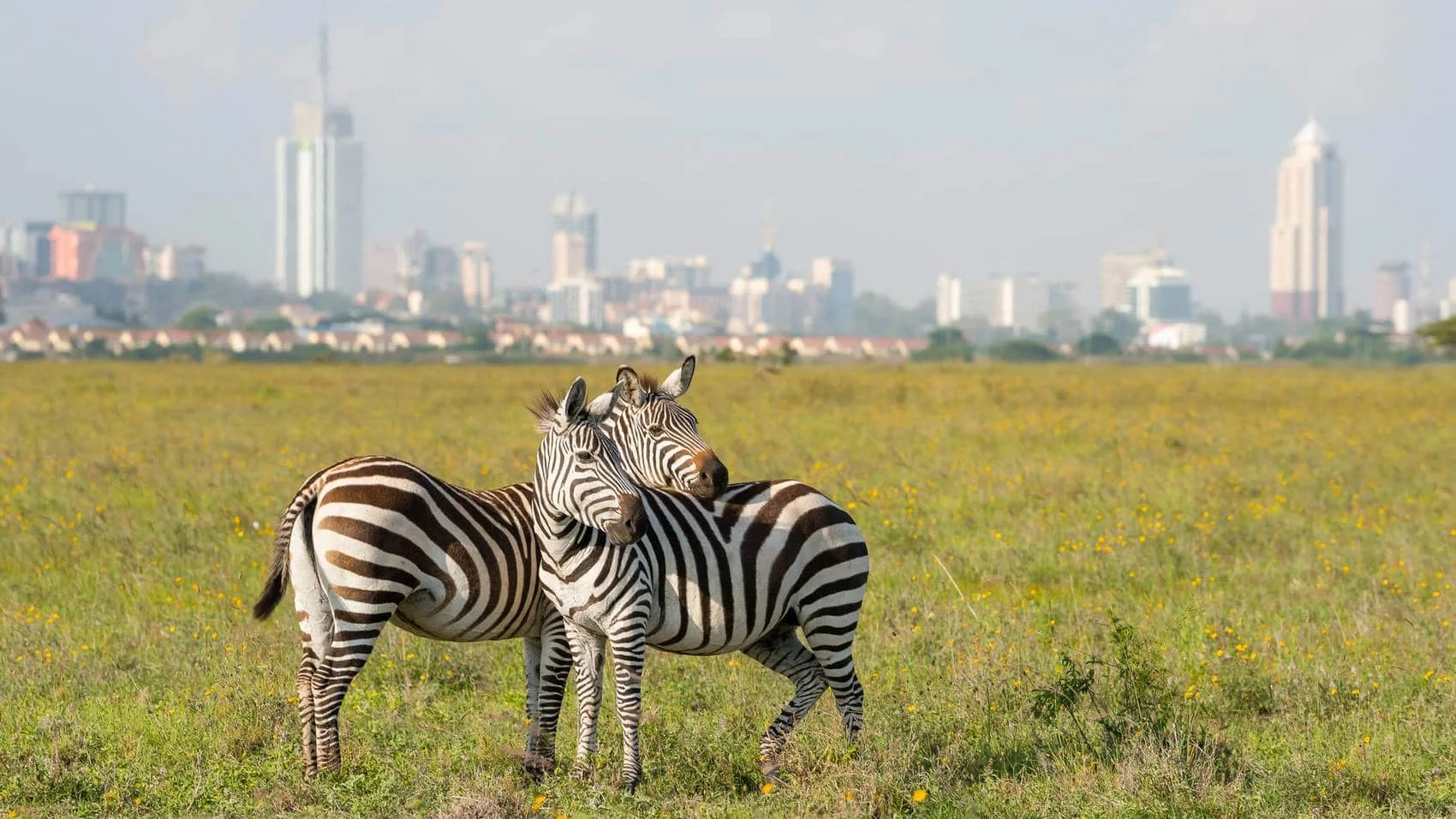 Nairobi National Park Kenya safari destination
