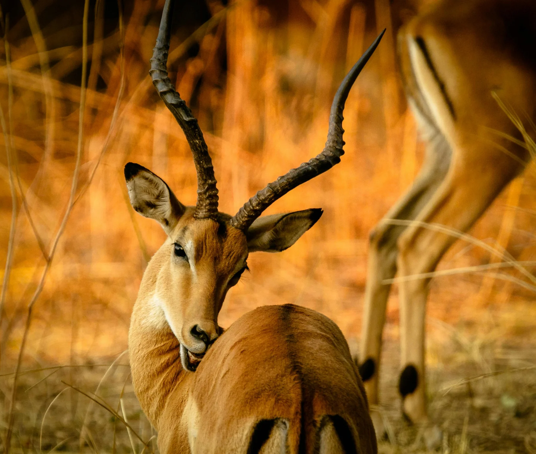 Ngorongoro Crater