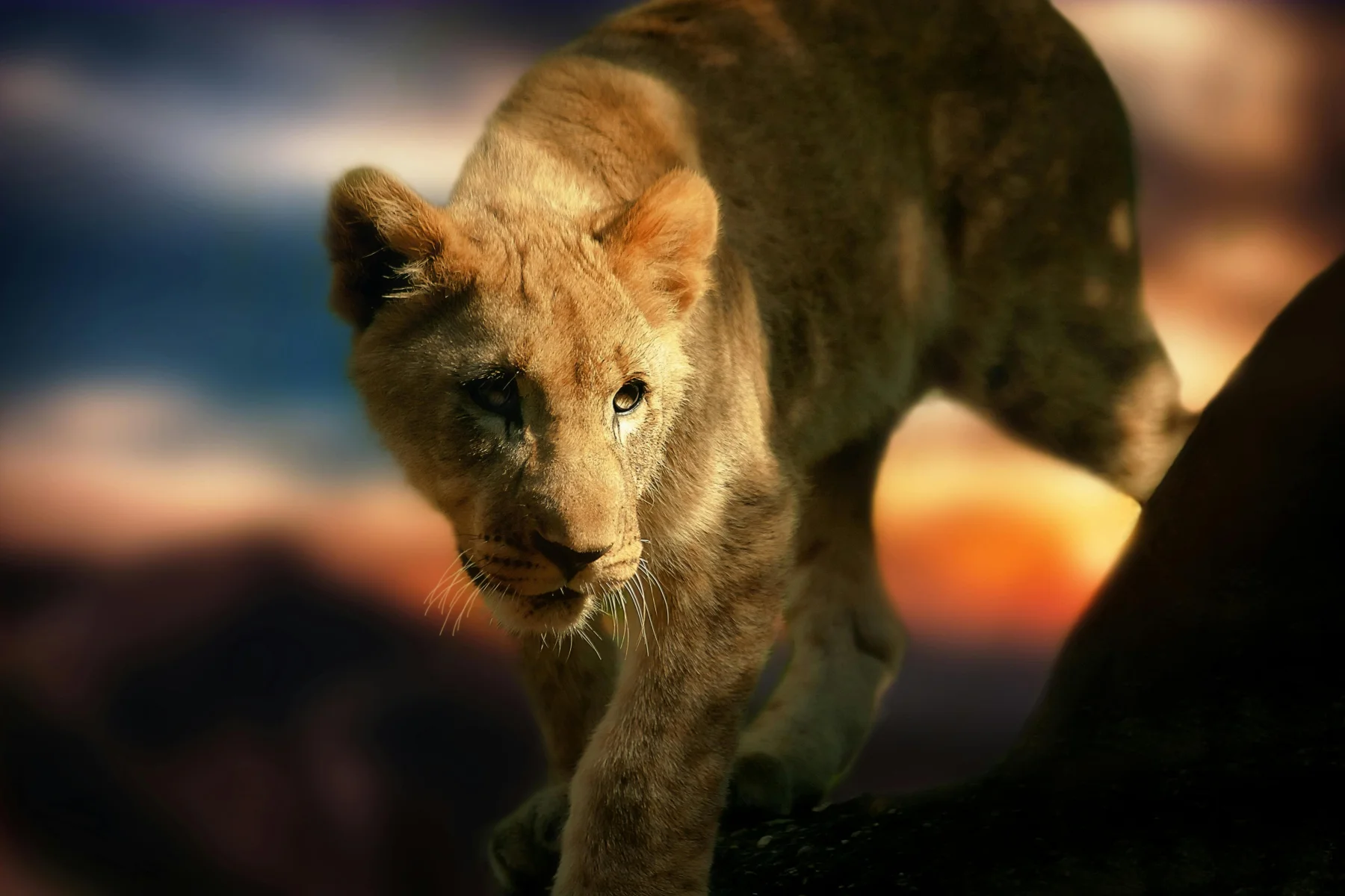 Nyerere National Park safari destination