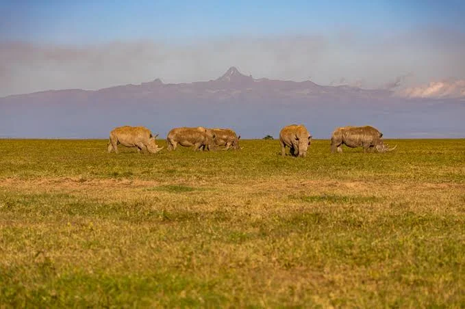 Ol Pejeta Conservancy Kenya safari destination