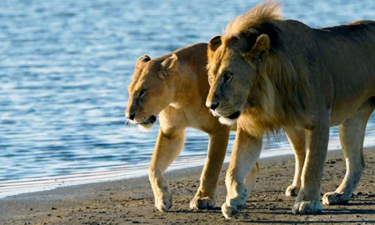 Saadani National Park safari destination