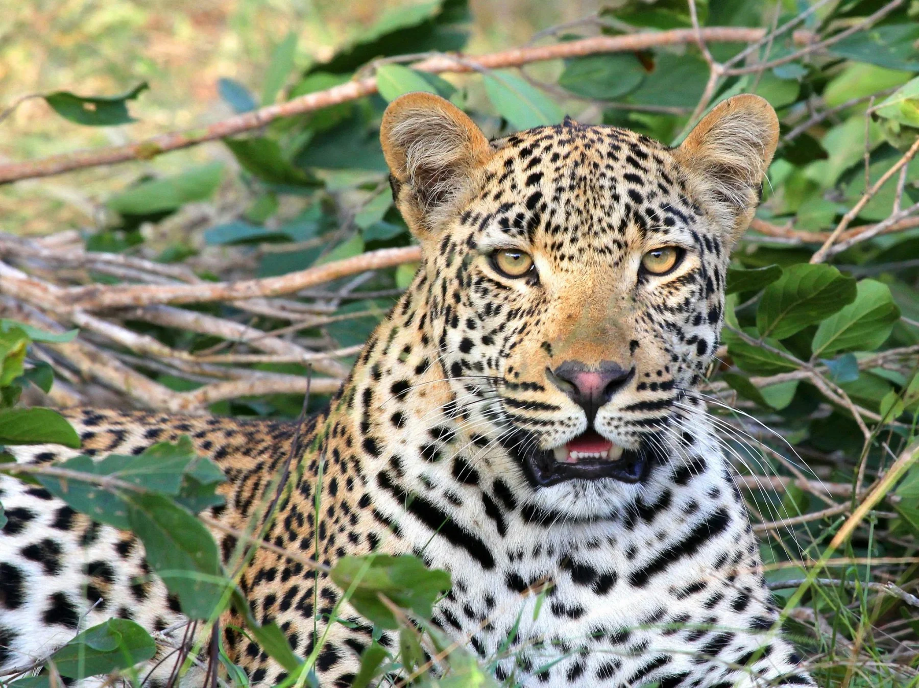 Serengeti