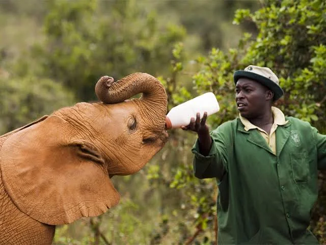1-Day David Sheldrick Elephant Orphanage Safari