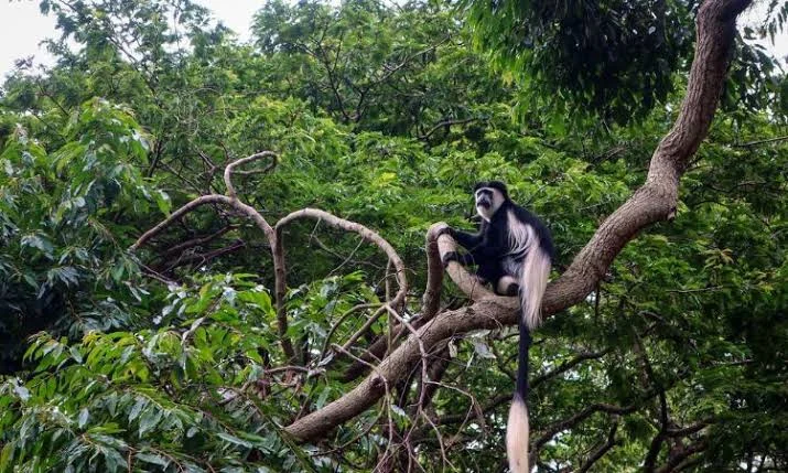 1-Day Entebbe Botanical Gardens Safari
