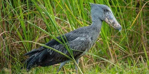 1-Day Mabamba Swamp Shoebill Stork Safari