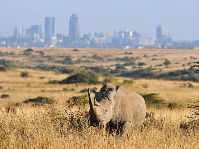 1-Day Nairobi National Park Safari Tanzania safari tour