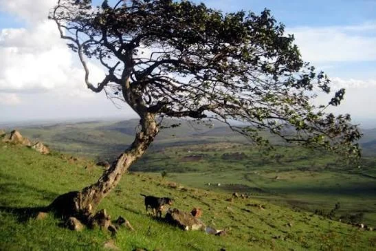 1-Day Ngong Hills Hiking Safari