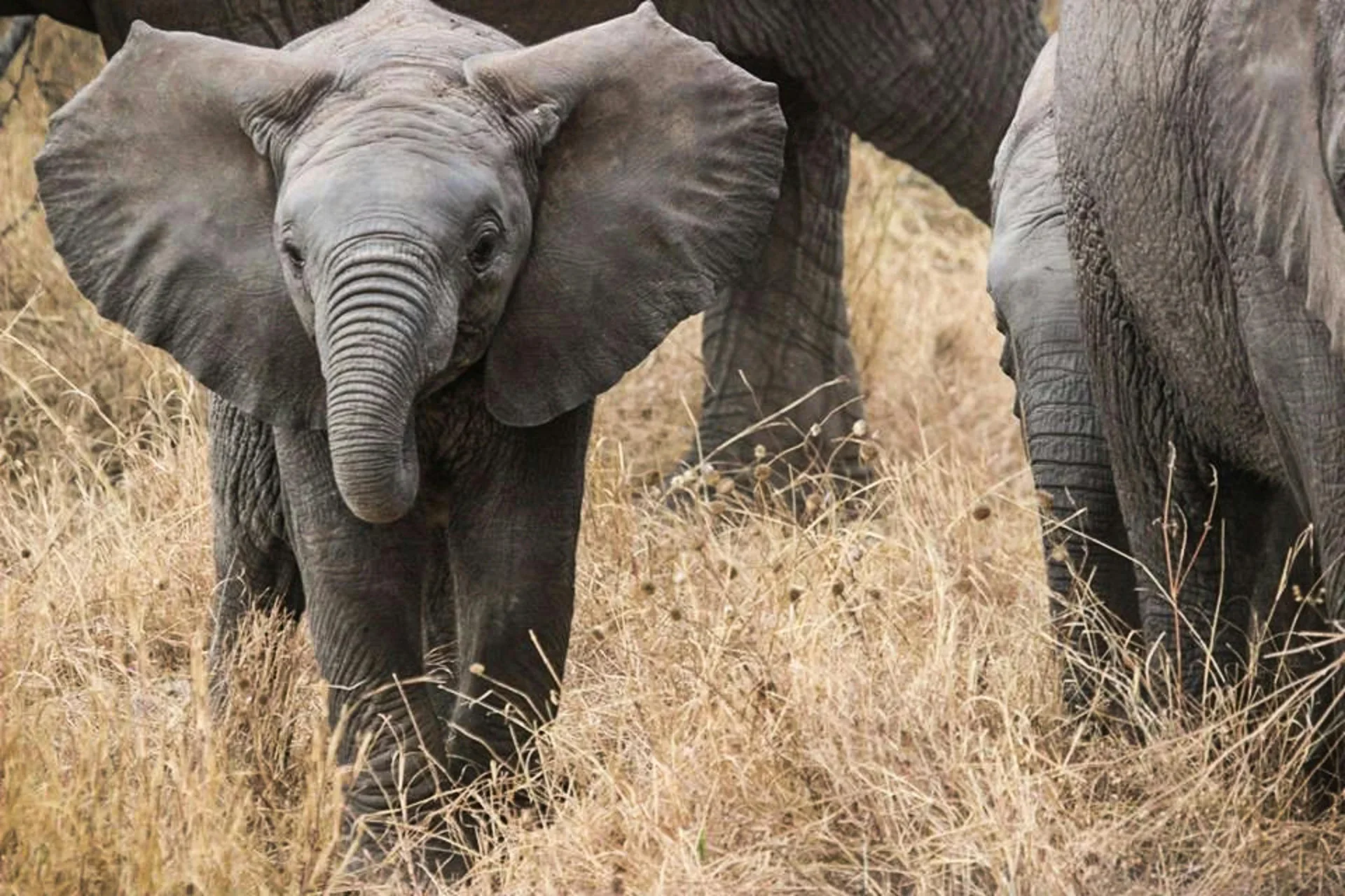 10-Day Tanzania Mainland & Islands Combination - Tanzania safari tour