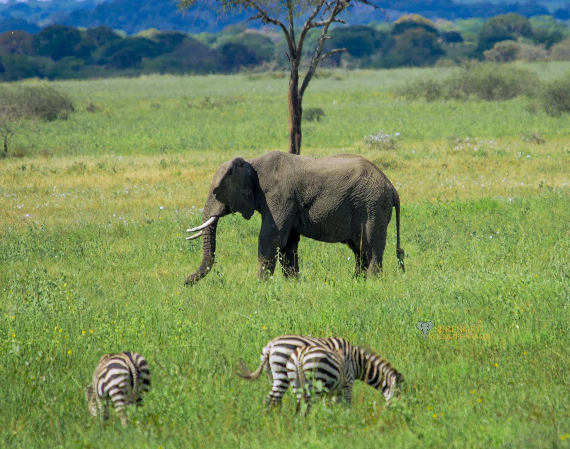 14-Day Tanzania Ultimate Explorer Safari