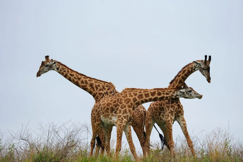 2-Day Arusha National Park & Momella Lakes Canoe Safari