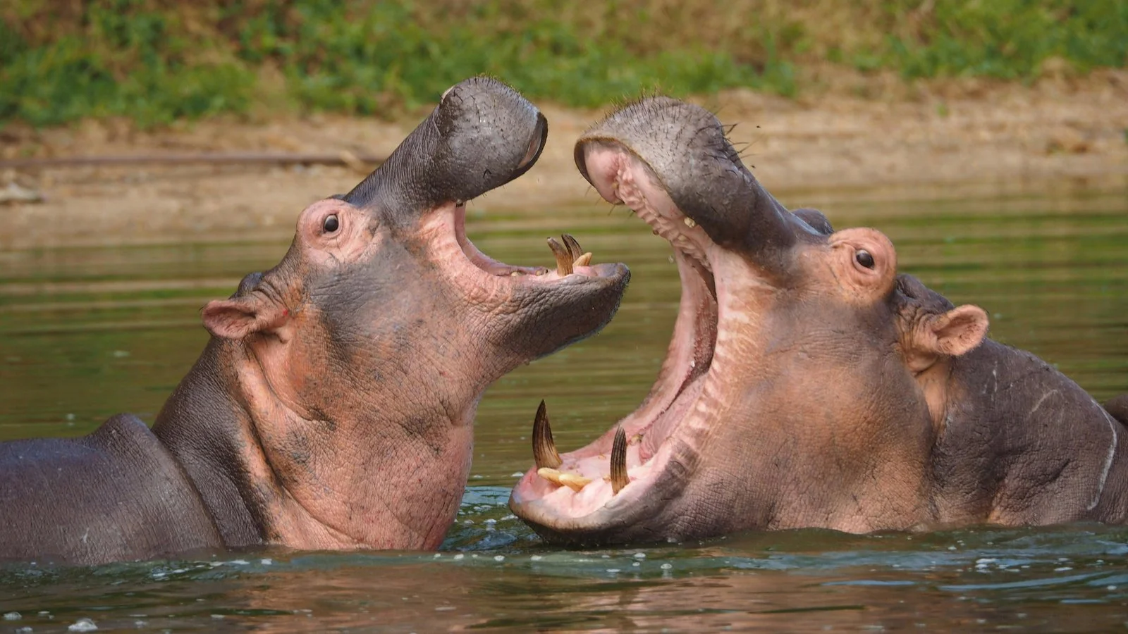 2-Day Bigodi Wetland Sanctuary Safari