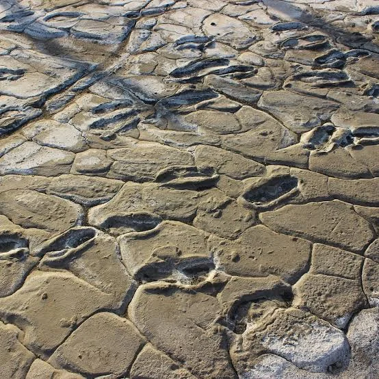 2-Day Engare Sero Ancient Footprints Safari