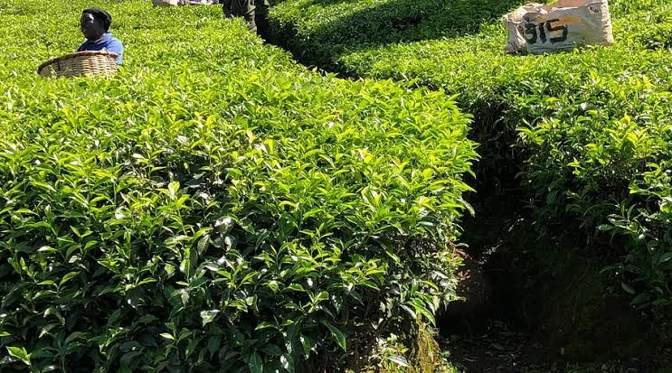2-Day Kericho Tea Plantation Safari