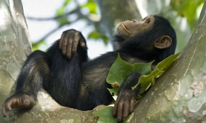 2-Day Kyambura Gorge Chimpanzee & Queen Elizabeth Safari - Uganda safari tour