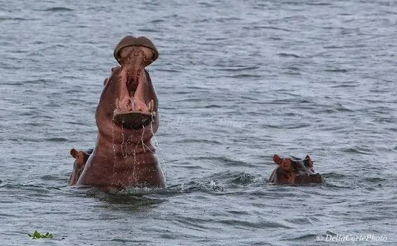 2-Day Lake Babati Hippo Safari - Tanzania safari tour