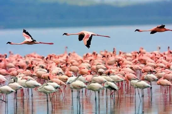 2-Day Lake Elementaita Flamingo Safari Tanzania safari tour