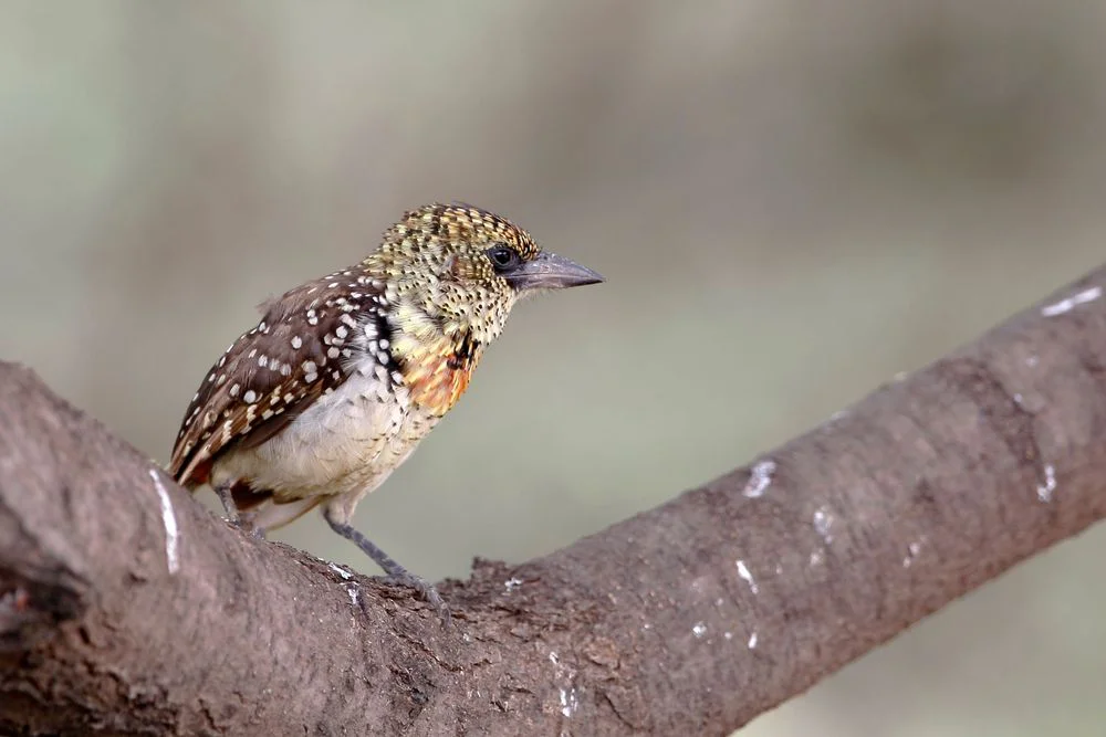 2-Day Lake Manyara Safari