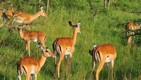 2-Day Lake Mburo National Park Safari