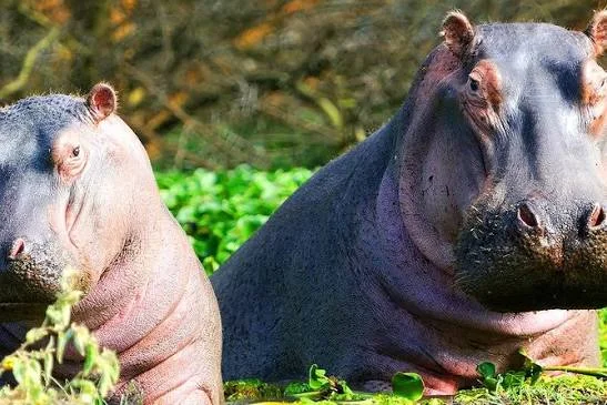 2-Day Lake Naivasha Boat Safari & Hell's Gate - Kenya safari tour