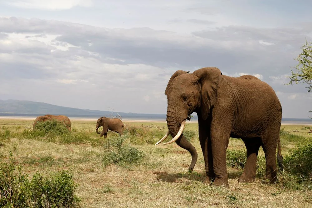 2-Day Night Game Drive Safari - Lake Manyara Tanzania safari tour