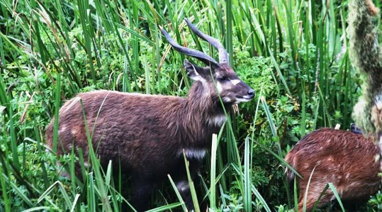 2-Day Saiwa Swamp Sitatunga Safari