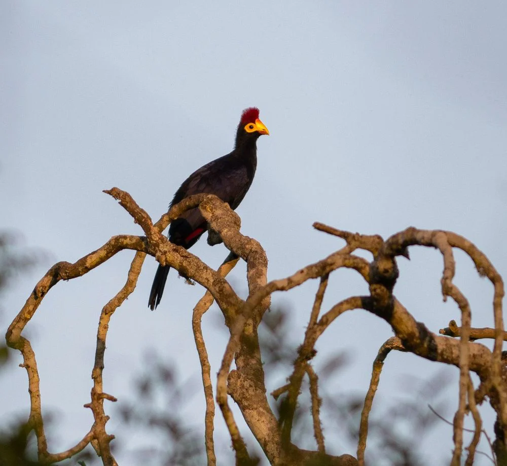 2-Day Tarangire & Lake Manyara Quick Safari Tanzania safari tour