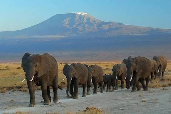 3-Day Amboseli Elephant & Kilimanjaro View Safari