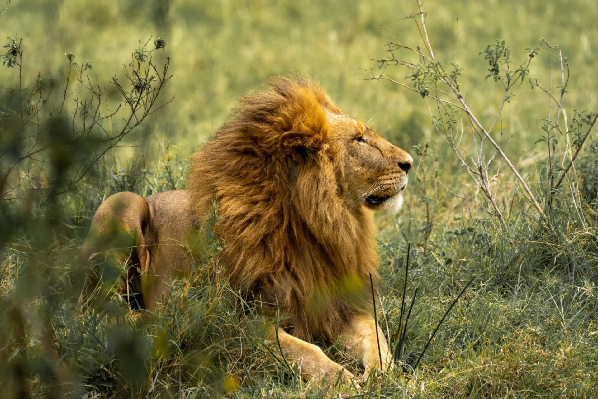 3-Day Black Rhino Tracking Safari - Ngorongoro
