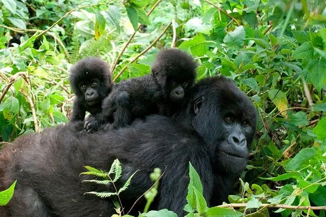 3-Day Bwindi Gorilla Trekking Safari - Uganda safari tour