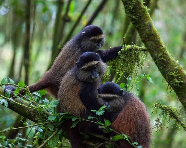 3-Day Echuya Forest Reserve Golden Monkey Safari Tanzania safari tour