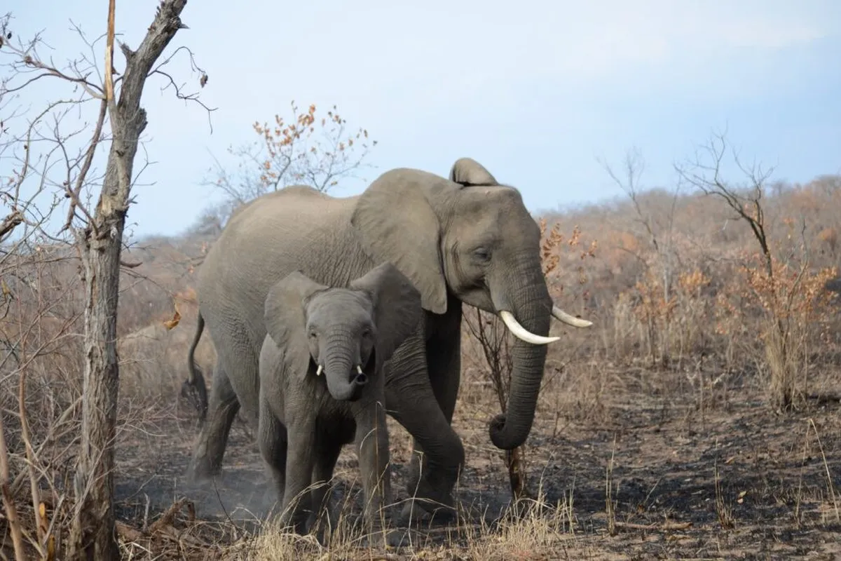3-Day Expedition in Ngorongoro, Manyara and Tarangire - Tanzania Safari Tour Package