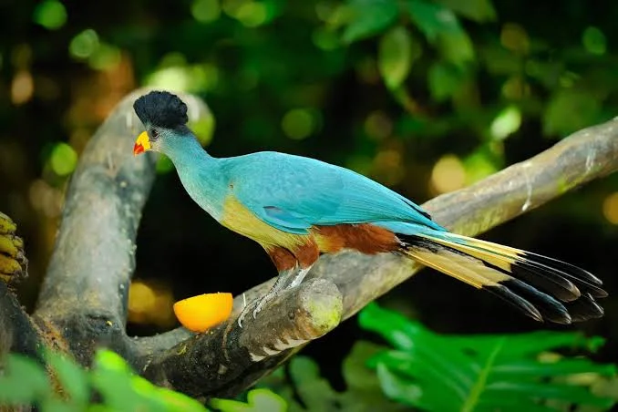 3-Day Kakamega Forest Safari Tanzania safari tour