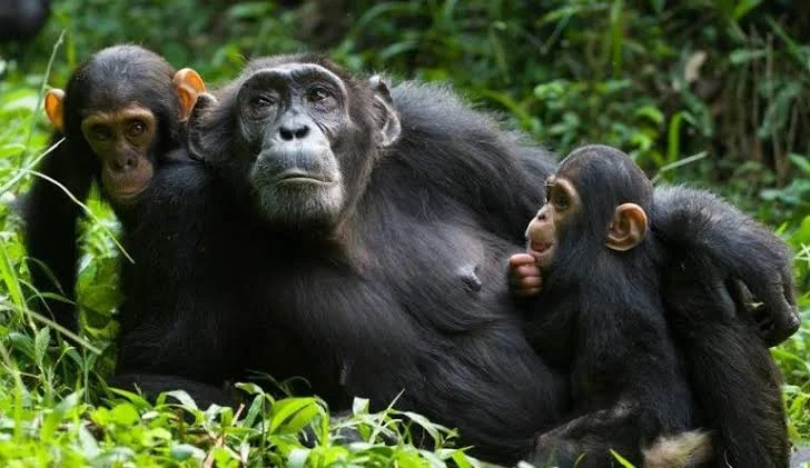 3-Day Kalinzu Forest Reserve Chimpanzee Safari Tanzania safari tour