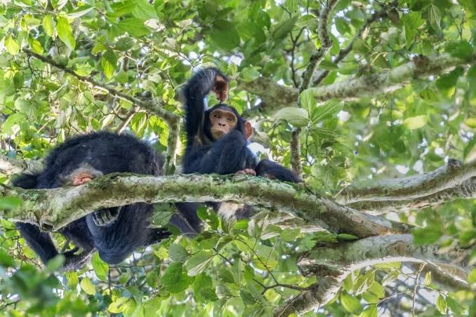 3-Day Kibale Forest Chimpanzee Trekking Safari