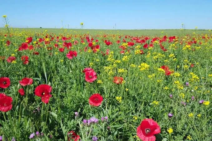 3-Day Kitulo Plateau Flower Safari Tanzania safari tour