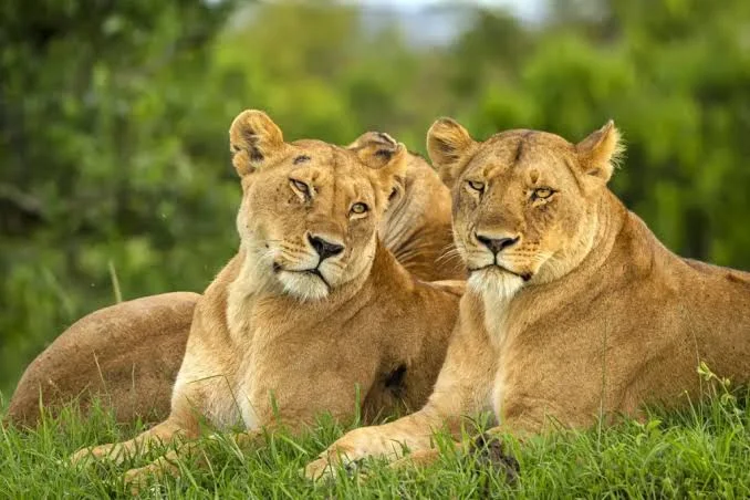 3-Day Lolldaiga Hills Conservancy Safari
