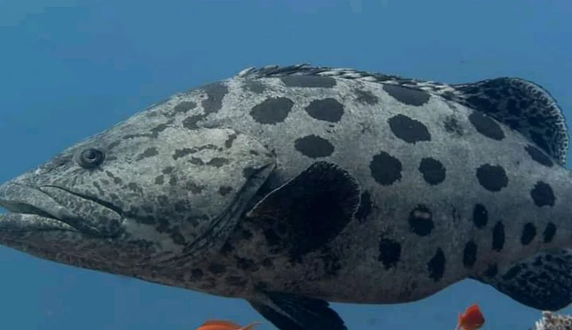 3-Day Mafia Island Whale Shark Safari Tanzania safari tour