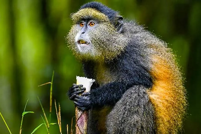 3-Day Mgahinga Gorilla & Golden Monkey Safari