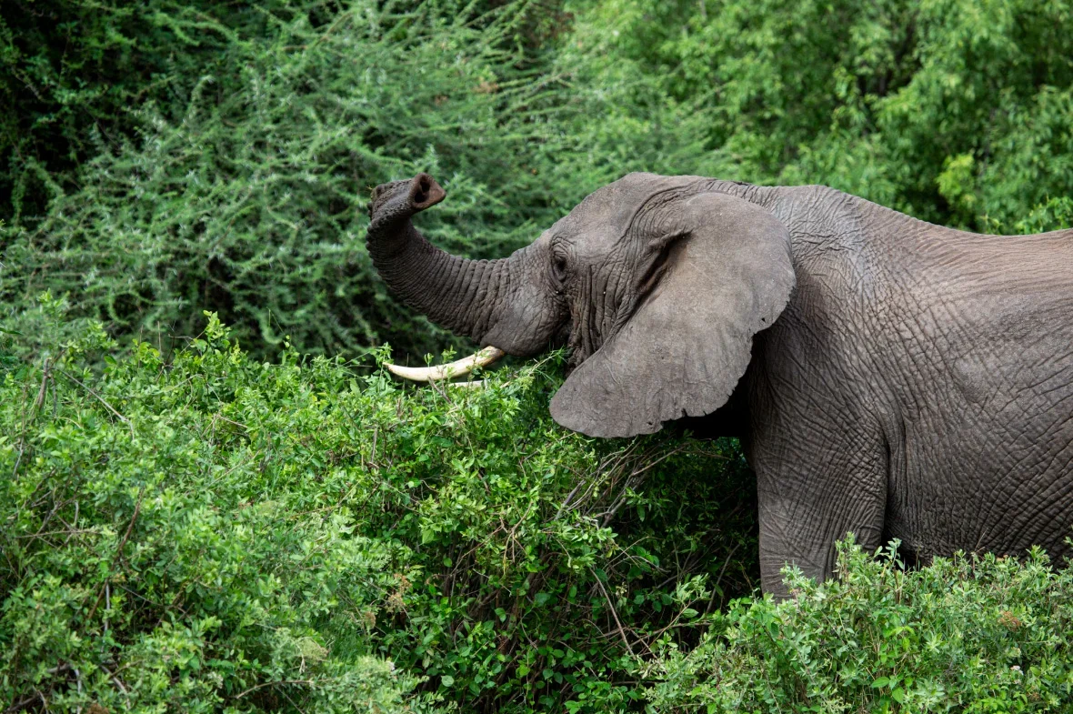 3-Day Ngorongoro Highlands Empakaai & Olmoti Crater Trek