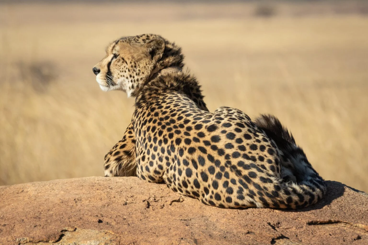 3-Day Ngorongoro & Tarangire Combination Safari Tanzania safari tour