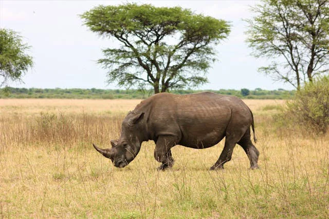 3-Day Ol Pejeta Conservancy Rhino Safari