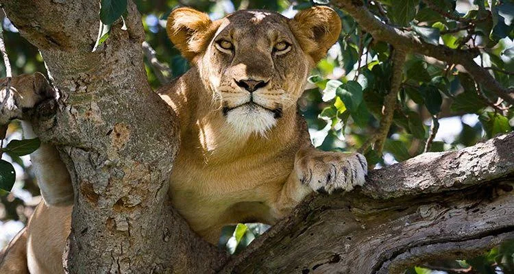 3-Day Queen Elizabeth National Park Safari